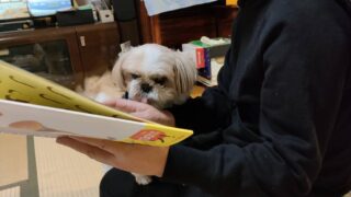犬に絵本を読む